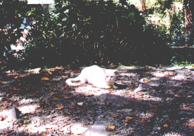 anijaponia-1999-10-10-kot-bialy.jpg