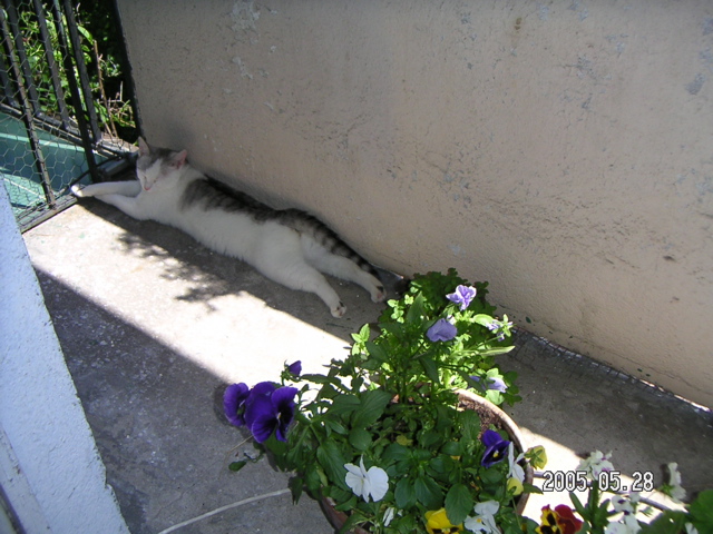 PICT2547.JPG
